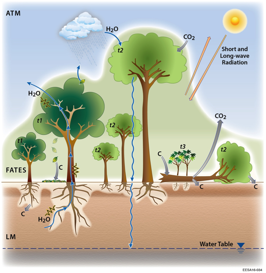 FATES integration with E3SM model - NGEE–Tropics