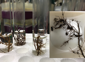 Image of tree roots on plate and in vials