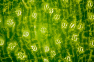 stomata image from shutterstock