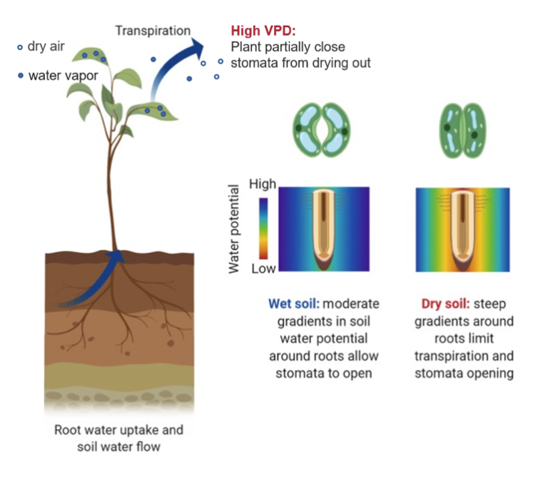 Dry soil limits plant transpiration more than dry air at a tropical ...