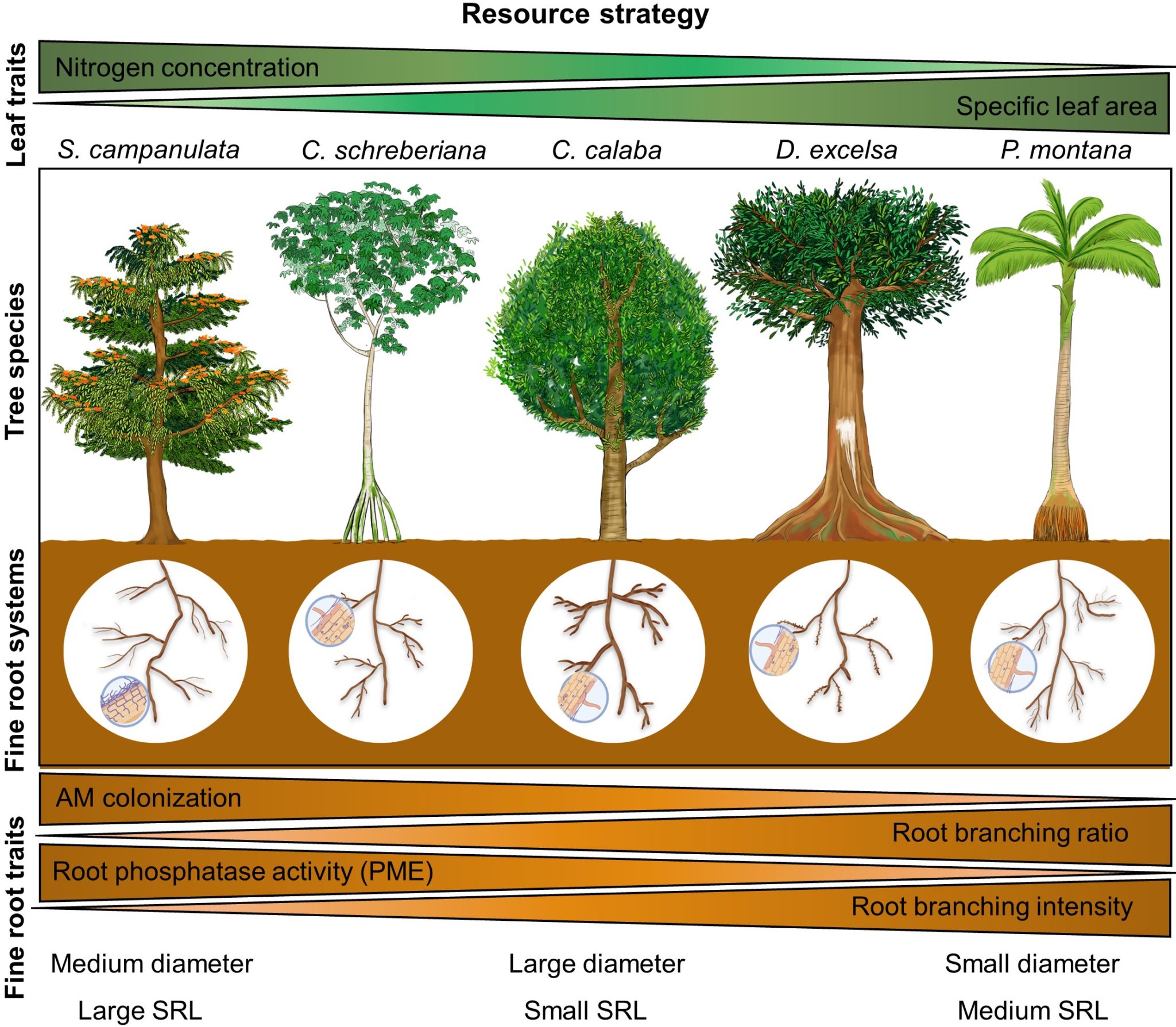 phosphorus-acquisition-strategies-in-common-trees-of-tropical-puerto