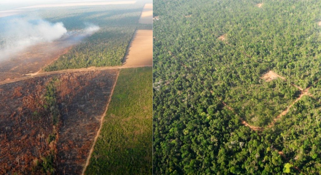 Forest Degradation In The Amazon Also Impacts How Forests Forest Degradation In The Amazon Also Impacts How Forests