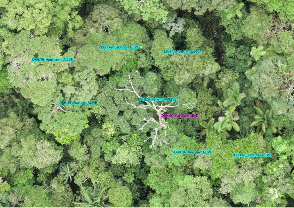 Canopy trees at the Amacayacu Forest Dynamics plot seen from a drone image. Location of some canopy trees with their trunk size (diameter at breast height-DBH, cm), species abbreviation and survival status are shown for reference. A standing dead tree of Caryocar glabrum (Caryocaraceae, purple dot) stands out from the canopy.