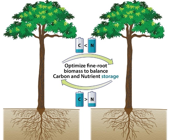Image courtesy of Knox et al. (2024). Illustration by Diana Swantek, Lawrence Berkeley National Laboratory. Visualization of the dynamic interaction between differential carbon (C) and nutrient (N) storage and fine-root growth. A plant (left) with proportionally more fine-root will tend to have decreased carbon allocation and increased nutrient allocation, than a plant (right) with proportionally less fine-root. The algorithm presented here seeks to balance these allocations through modifying fine-root growth. *Note that in this diagram, N is representing any nutrient, including nitrogen and phosphorus.