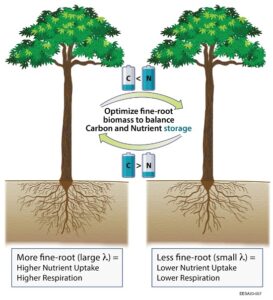 Image courtesy of Knox et al. (2024). Illustration by Diana Swantek, Lawrence Berkeley National Laboratory. Visualization of the dynamic interaction between differential carbon (C) and nutrient (N) storage and fine-root growth. A plant (left) with proportionally more fine-root will tend to have decreased carbon allocation and increased nutrient allocation, than a plant (right) with proportionally less fine-root. The algorithm presented here seeks to balance these allocations through modifying fine-root growth. *Note that in this diagram, N is representing any nutrient, including nitrogen and phosphorus.