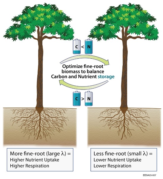 Image courtesy of Knox et al. (2024). Illustration by Diana Swantek, Lawrence Berkeley National Laboratory.   Visualization of the dynamic interaction between differential carbon (C) and nutrient (N) storage and fine-root growth.  A plant (left) with proportionally more fine-root will tend to have decreased carbon allocation and increased nutrient allocation, than a plant (right) with proportionally less fine-root.  The algorithm presented here seeks to balance these allocations through modifying fine-root growth. *Note that in this diagram, N is representing any nutrient, including nitrogen and phosphorus. 