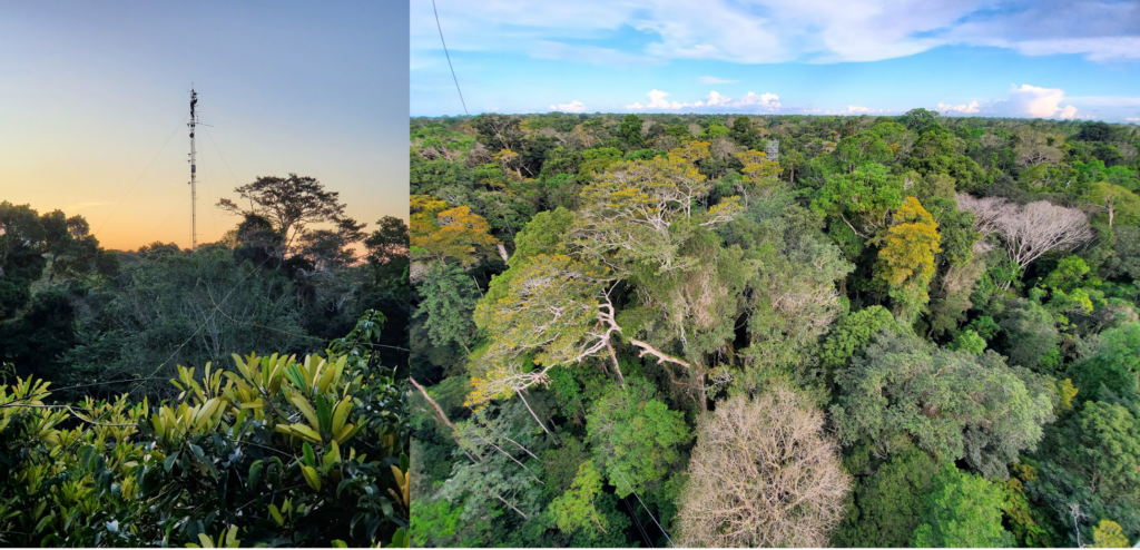 Instrumented eddy covariance tower (left) at the Tapajós National Forest, Brazil, and the forest as seen from the tower (right). Data from the tower were used to study how water and energy cycles in the Amazon respond to extreme dry and extreme wet years. Photos by Natalia Restrepo-Coupe.