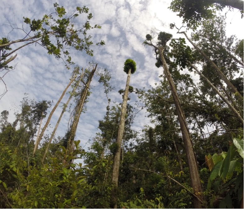 Image courtesy of Richard J. Norby.

Tree and forest canopy damage near the El Verde Field Station in Puerto Rico shown from the ground about one year following Hurricane Maria.  