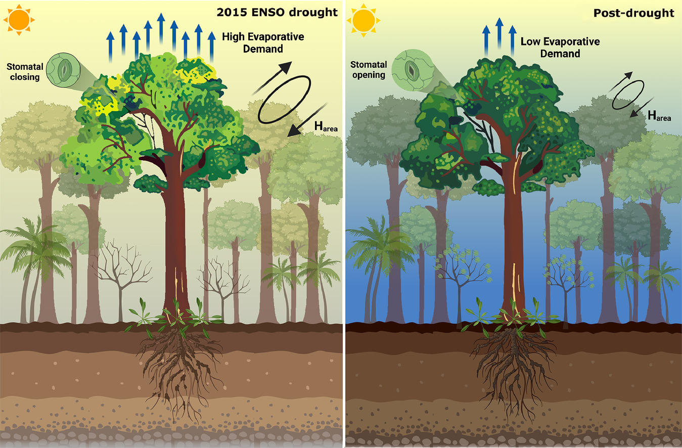 Canopy-level transpiration during the 2015 ENSO-driven drought in the Central Amazon exhibited significant deviations due to exceptionally high Vapor Pressure Deficit (VPD) conditions and increased temporal differences between the peaks of stomatal conductance (gs) and VPD. This resulted in an increased hysteresis effect, as evidenced by the expanded hysteresis area (Harea) across multiple ecophysiological variables compared to the post-drought period. Image courtesy of authors.