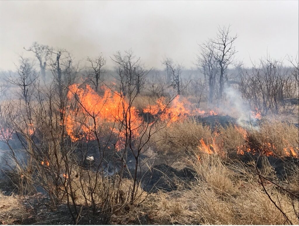 Image courtesy of Jacquelyn K. Shuman, NASA Ames Research Center. Fire is an essential component of many ecosystems, shaping the distribution of trees and grasses. Managed fire, shown implemented in South Africa’s Kruger National Park, can be used to understand fuel moisture thresholds and fire behavior and effects.