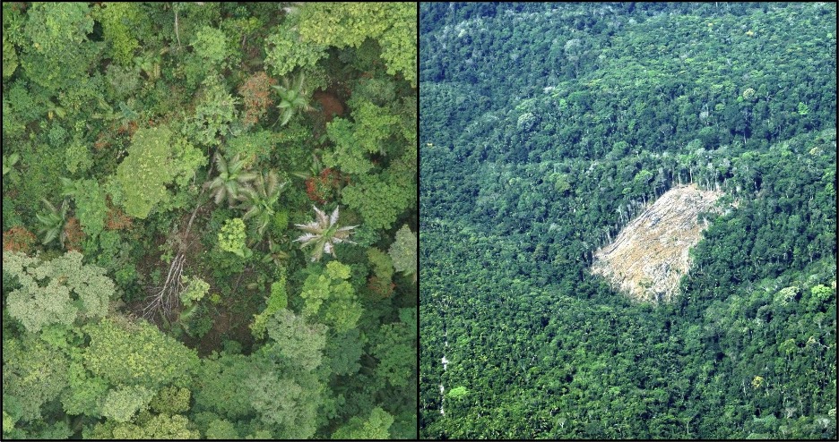 Image courtesy of KC Cushman (left panel) and Marcos Longo (right panel). Image showing Tropical forests are subject to a range of disturbance types, from small scale mortality from natural processes affecting one or a few trees (left panel) to anthropogenic clearing of large areas (right panel).